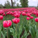 Tulipanes