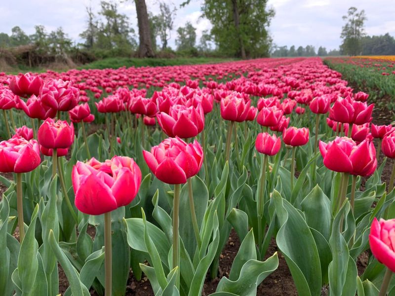 Tulipanes